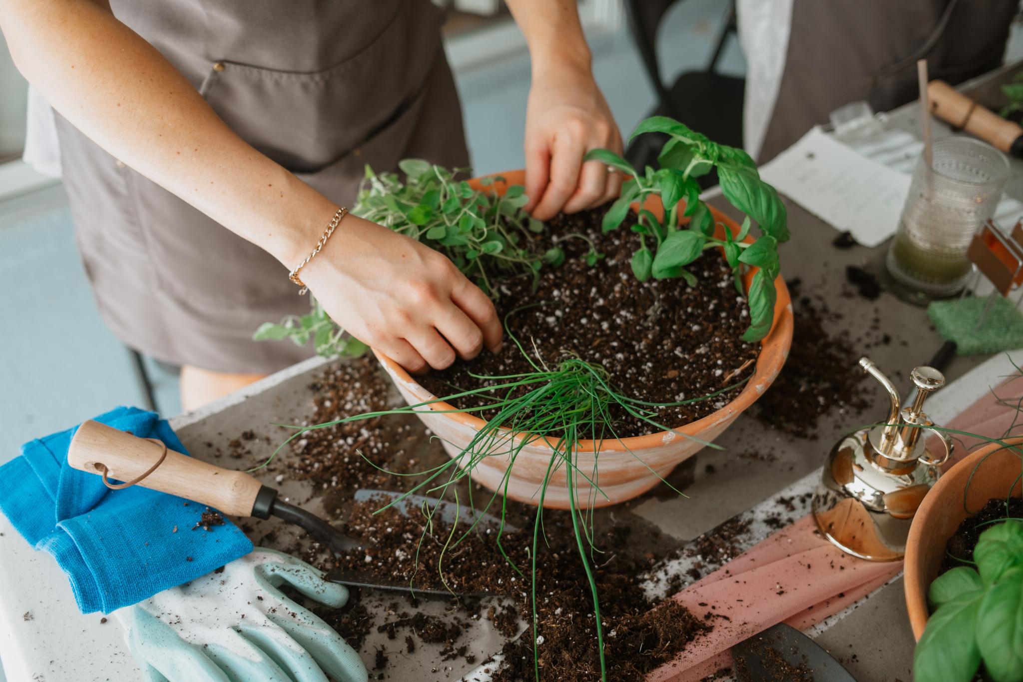 Hands planting herbs into a terracotta keepsake planter